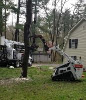Timber Pros - Tree Services image 3